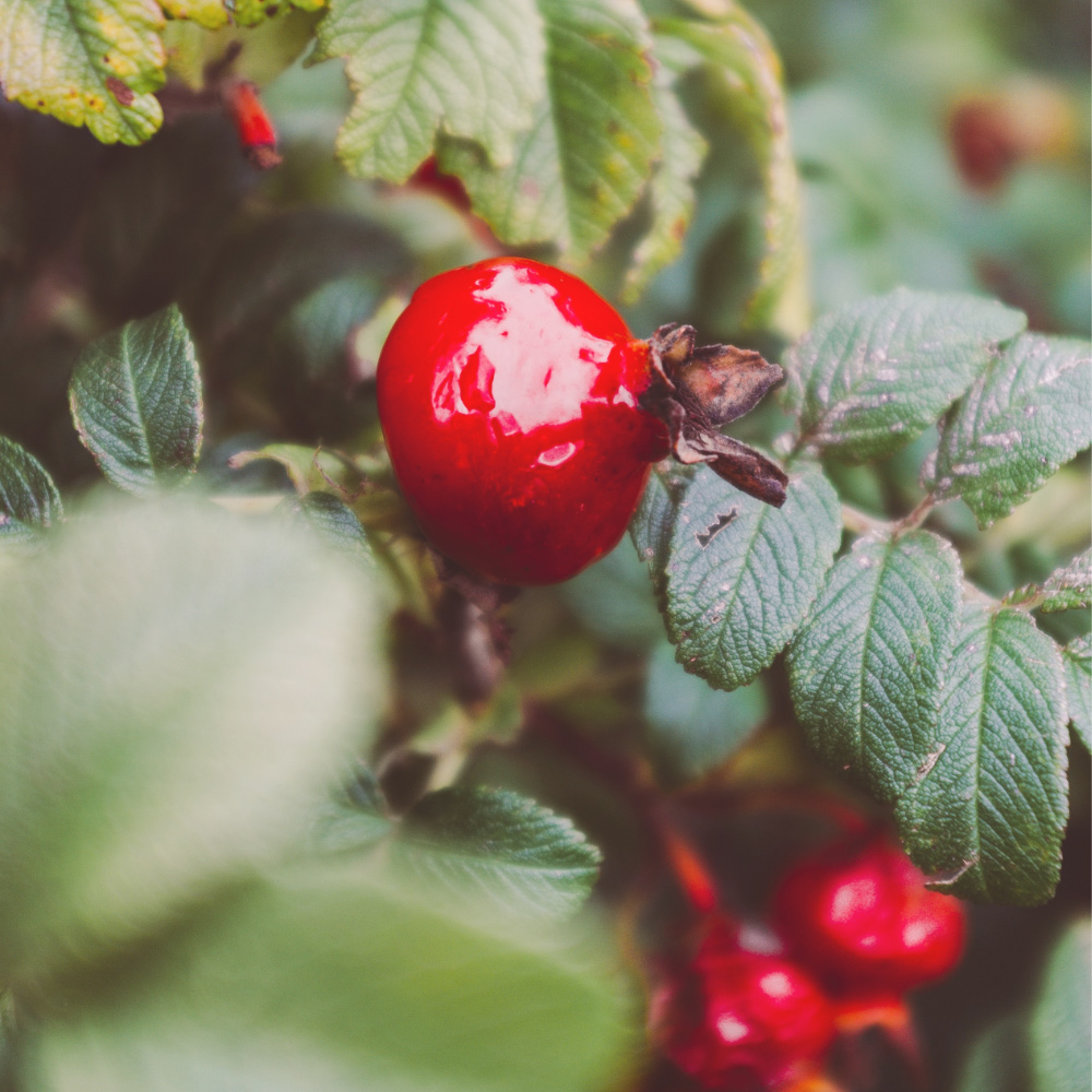 An image of a rose hip which can be a beneficial ingredient in improving scar appearance
